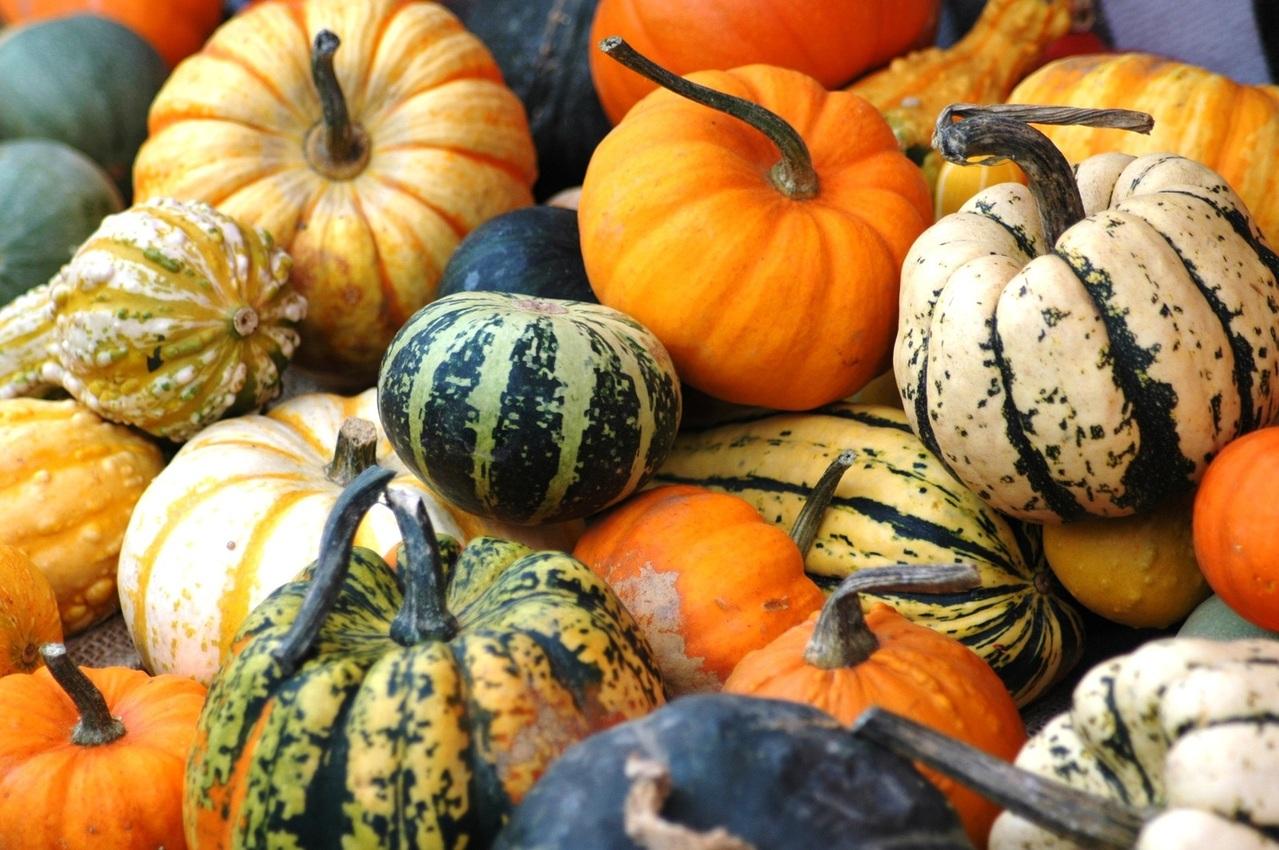 squashes-gourds